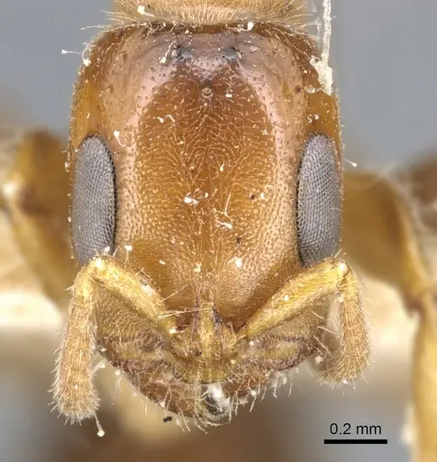 Pseudomyrmex viduus specimen CASENT0902881 image casent0902881_2