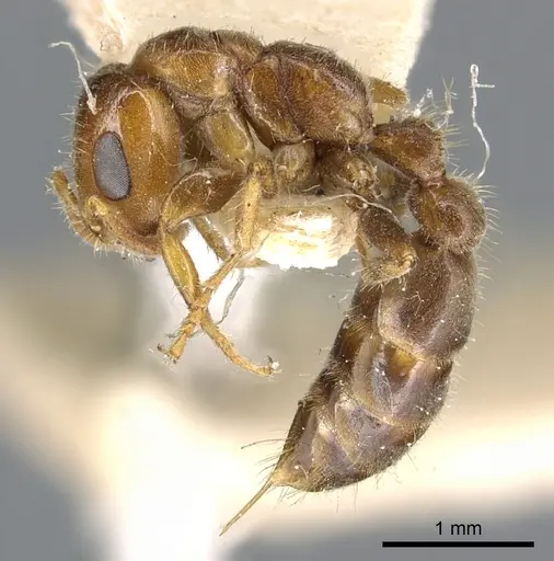 Pseudomyrmex viduus specimen CASENT0902881 image casent0902881_3