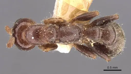 Pseudomyrmex viduus specimen CASENT0907499 image casent0907499_1