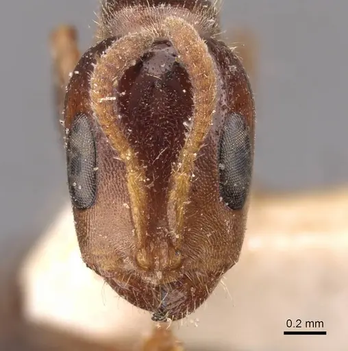 Pseudomyrmex viduus specimen CASENT0907499 image casent0907499_2