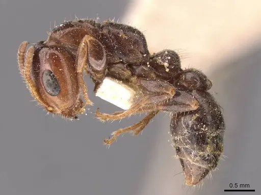 Pseudomyrmex viduus specimen CASENT0907499 image casent0907499_3