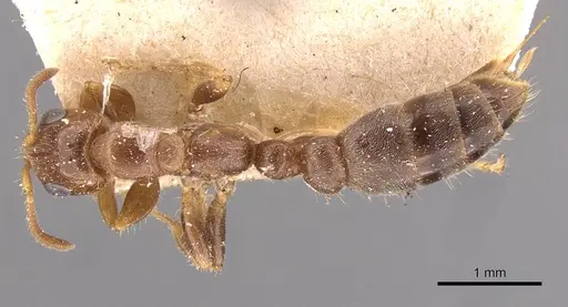 Pseudomyrmex viduus specimen CASENT0907500 image casent0907500_1