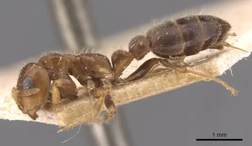 Pseudomyrmex viduus specimen CASENT0907500 image casent0907500_3