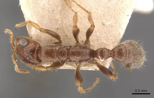 Pseudomyrmex viduus specimen CASENT0907567 image casent0907567_1