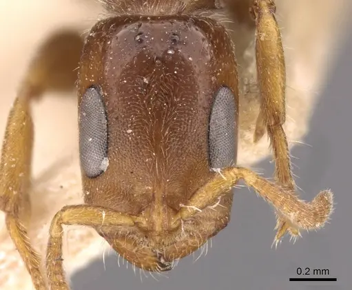 Pseudomyrmex viduus specimen CASENT0907567 image casent0907567_2