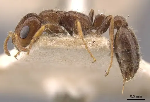 Pseudomyrmex viduus specimen CASENT0907567 image casent0907567_3