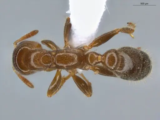 Pseudomyrmex viduus specimen ECOFOG-HC-0002-01 image ecofog-hc-0002-01_1