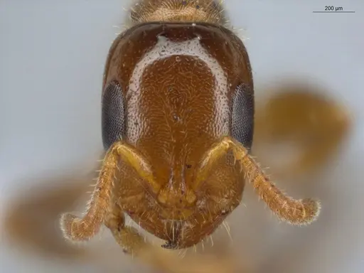Pseudomyrmex viduus specimen ECOFOG-HC-0002-01 image ecofog-hc-0002-01_2