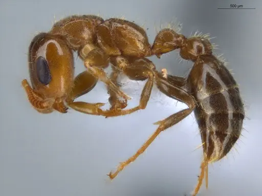 Pseudomyrmex viduus specimen ECOFOG-HC-0002-01 image ecofog-hc-0002-01_3