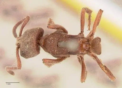 Pseudoneoponera barbata specimen FOCOL0957 image focol0957_1