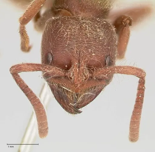Pseudoneoponera barbata specimen FOCOL0957 image focol0957_2