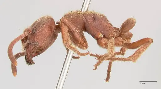 Pseudoneoponera barbata specimen FOCOL0957 image focol0957_3