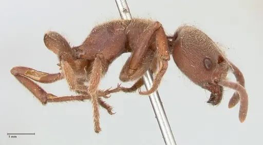 Pseudoneoponera barbata specimen FOCOL0957 image focol0957_4