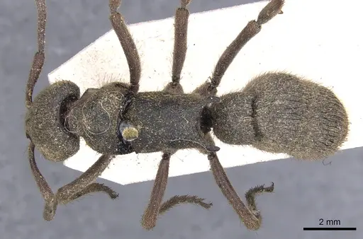 Pseudoneoponera bispinosa specimen CASENT0902480 image casent0902480_1