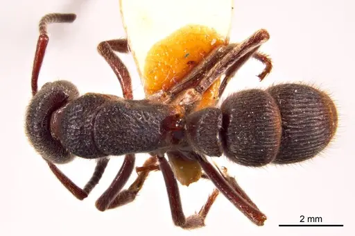 Pseudoneoponera denticulata specimen ANTWEB1008687 image antweb1008687_1