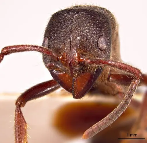 Pseudoneoponera denticulata specimen ANTWEB1008687 image antweb1008687_2