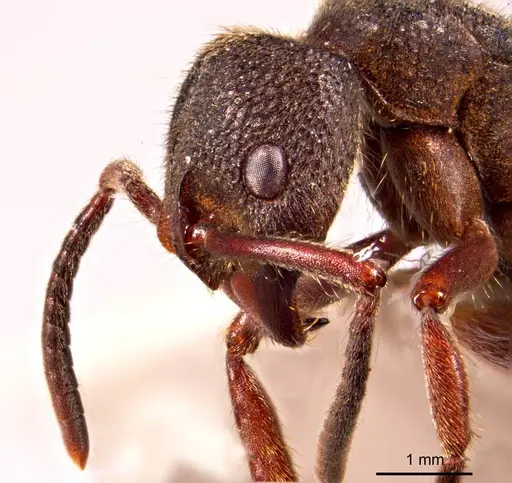 Pseudoneoponera denticulata specimen ANTWEB1008687 image antweb1008687_3