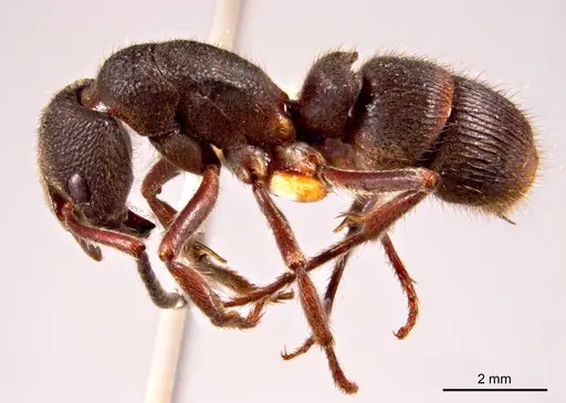 Pseudoneoponera denticulata specimen ANTWEB1008687 image antweb1008687_4