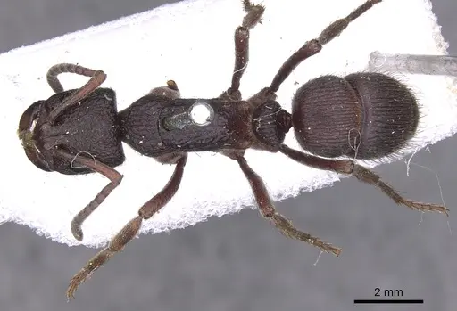Pseudoneoponera denticulata specimen CASENT0902502 image casent0902502_1