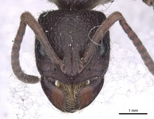 Pseudoneoponera denticulata specimen CASENT0902502 image casent0902502_2