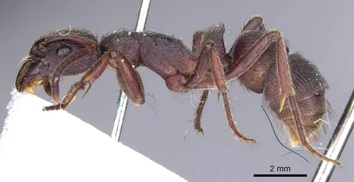 Pseudoneoponera denticulata specimen CASENT0902502 image casent0902502_3