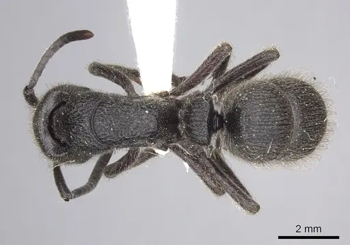 Pseudoneoponera excavata specimen CASENT0249185 image casent0249185_1