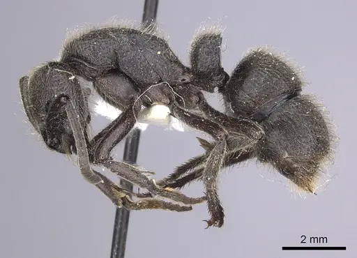 Pseudoneoponera excavata specimen CASENT0249185 image casent0249185_3