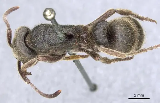 Pseudoneoponera excavata specimen CASENT0903890 image casent0903890_1