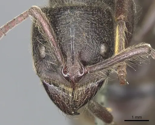 Pseudoneoponera excavata specimen CASENT0903890 image casent0903890_2