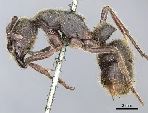 Pseudoneoponera excavata specimen CASENT0903890 image casent0903890_3