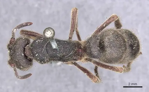 Pseudoneoponera excavata specimen CASENT0907257 image casent0907257_1