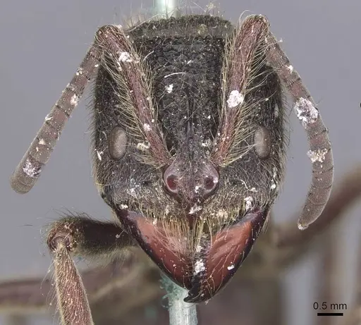 Pseudoneoponera excavata specimen CASENT0907257 image casent0907257_2