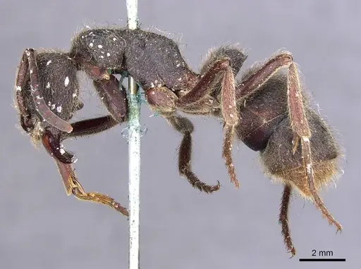 Pseudoneoponera excavata specimen CASENT0907257 image casent0907257_3