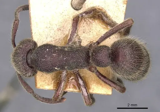 Pseudoneoponera havilandi specimen CASENT0907253 image casent0907253_1