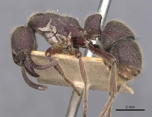 Pseudoneoponera havilandi specimen CASENT0907253 image casent0907253_3