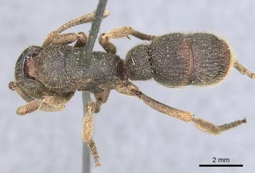 Pseudoneoponera insularis specimen CASENT0903889 image casent0903889_1