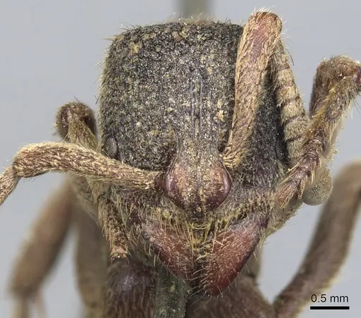 Pseudoneoponera insularis specimen CASENT0903889 image casent0903889_2