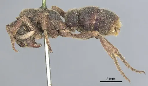 Pseudoneoponera insularis specimen CASENT0903889 image casent0903889_3