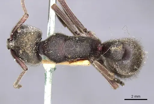 Pseudoneoponera mayri specimen CASENT0901979 image casent0901979_1
