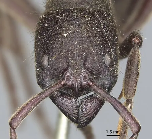 Pseudoneoponera mayri specimen CASENT0903891 image casent0903891_2