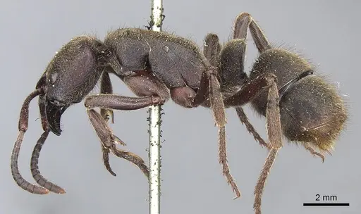 Pseudoneoponera mayri specimen CASENT0903891 image casent0903891_3