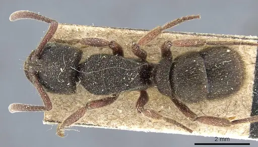 Pseudoneoponera obesa specimen CASENT0905740 image casent0905740_1