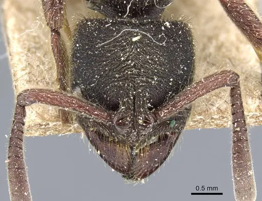Pseudoneoponera obesa specimen CASENT0905740 image casent0905740_2