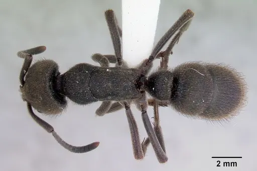 Pseudoneoponera oculata specimen CASENT0172433 image casent0172433_1