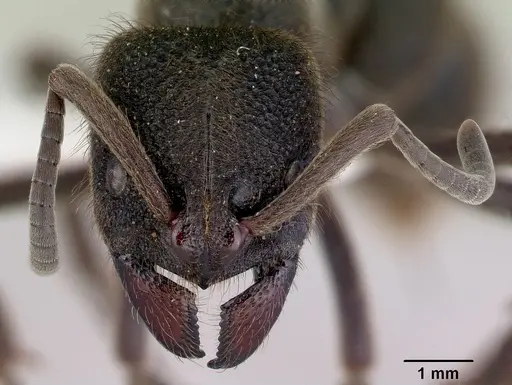Pseudoneoponera oculata specimen CASENT0172433 image casent0172433_2