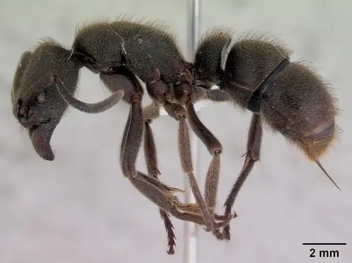 Pseudoneoponera oculata specimen CASENT0172433 image casent0172433_3