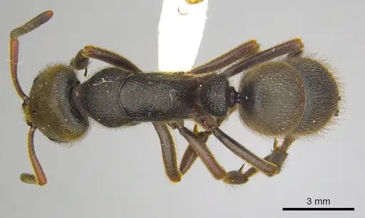 Pseudoneoponera oculata specimen CASENT0249187 image casent0249187_1