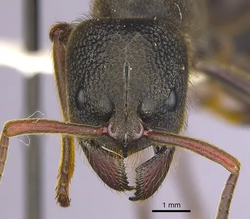 Pseudoneoponera oculata specimen CASENT0249187 image casent0249187_2