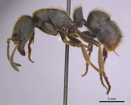 Pseudoneoponera oculata specimen CASENT0249187 image casent0249187_3