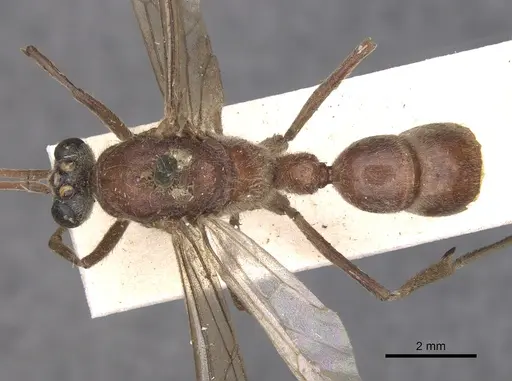 Pseudoneoponera oculata specimen CASENT0902504 image casent0902504_1